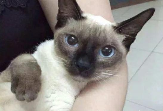 在垃圾堆里捡了只猫,朋友看到后都说赚大了,后来明白原来是这样 在垃圾堆里捡了只猫,朋友看到后都说赚大了,后来明白原来是这样