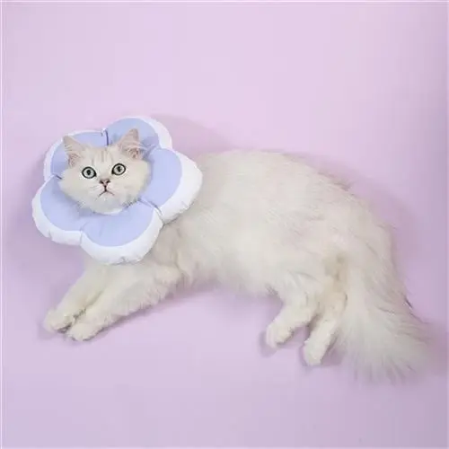 给家里的猫绝育后，它就这样躺在窝里，眼神不忍直视 