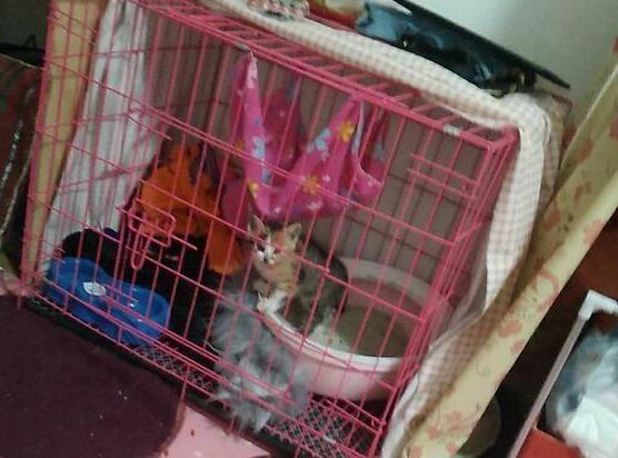 女孩领养了一只小奶猫，喂养不到半个月，哭诉全身上下都是伤痕