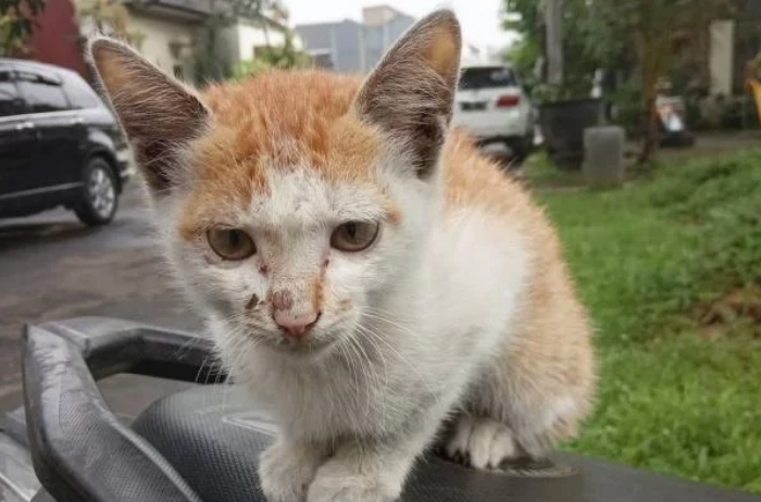 流浪猫的生活虽然不易，但是投喂需谨慎，爱心泛滥有时候不是好事