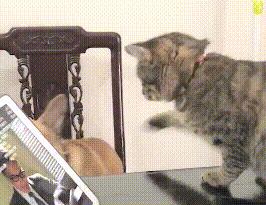 主人喂法斗吃饺子,刚张嘴就被喵喵拳警告,猫:还吃!胖成猪了! 主人喂法斗吃饺子,刚张嘴就被喵喵拳警告,猫:还吃!胖成猪了!