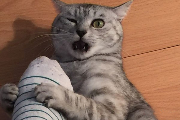 高冷有洁癖的猫主子,居然会对铲屎官的臭脚感兴趣! 高冷有洁癖的猫主子,居然会对铲屎官的臭脚感兴趣!