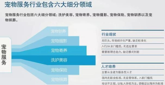 开一家撸猫店月入6万，合肥还有哪些宠物生意正在兴起？