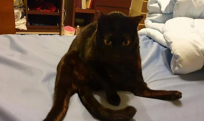 孕妈半夜被黑猫用力咬脸，痛醒后正准备发火