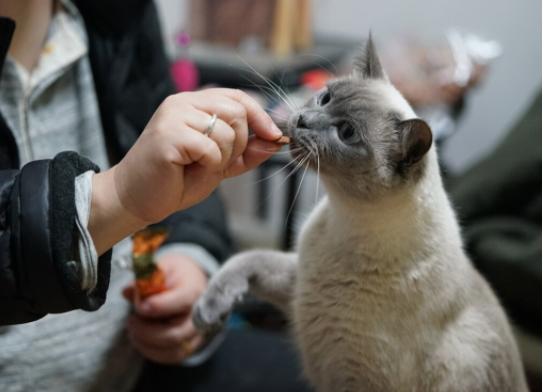 5种宠物猫一旦被抛弃，在外生存不了几个月，网友：丢啥都不丢它5