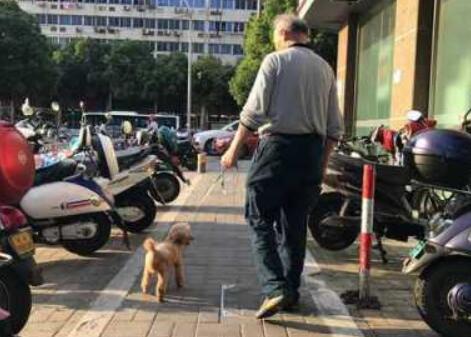 还是有人不知道:遛狗不拴绳,违法! 还是有人不知道:遛狗不拴绳,违法!