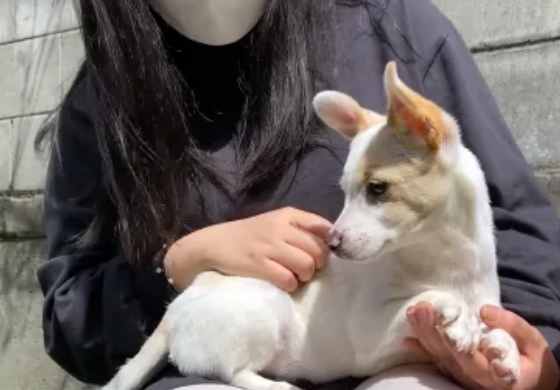 连续两次被弃养的狗狗，逐渐变得自卑