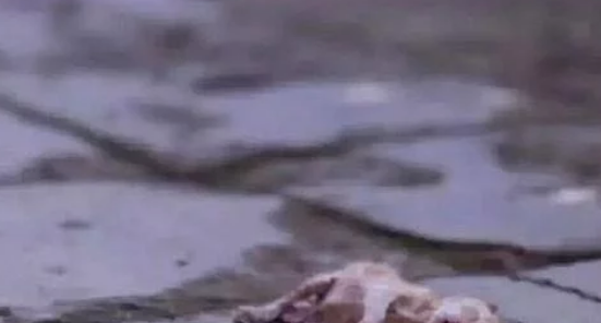 流浪猫拦住路人,路人看到它叼出一物时,路人红了眼 流浪猫拦住路人,路人看到它叼出一物时,路人红了眼