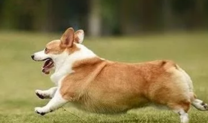 犬只溯源管理将试点狗鼻识别技术 犬只溯源管理将试点狗鼻识别技术