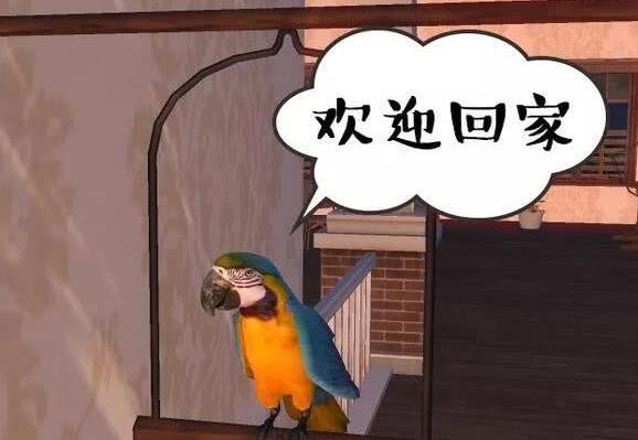 一只鹦鹉酿成的悲剧，会当内奸的宠物你还敢养么？ 