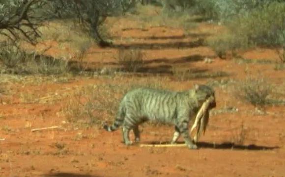澳洲发现“不寻常”野猫体型如小型野狗，叼着6公斤重的巨蜥！