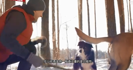 风口上的宠物小镇：一根狗咬胶，从温州平阳走向世界