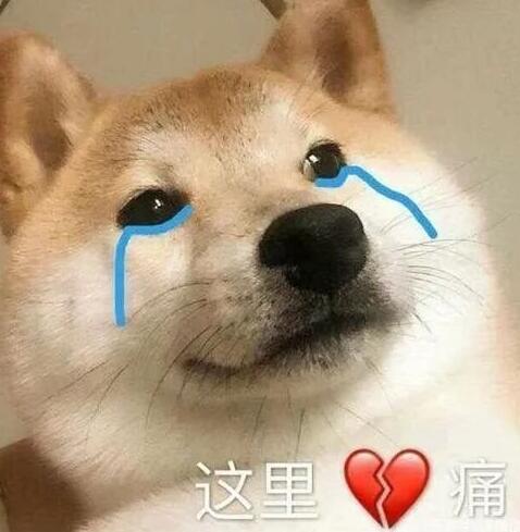 看到关晓彤给狗起的名字,网友狂笑:比我还敷衍哈哈哈! 看到关晓彤给狗起的名字,网友狂笑:比我还敷衍哈哈哈!