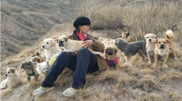 救过数千只狗的7旬老人，如今抱狗求人模样让人泪目...