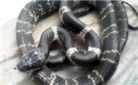 黑背白环蛇的科普小知识，你们确定不来看看吗？