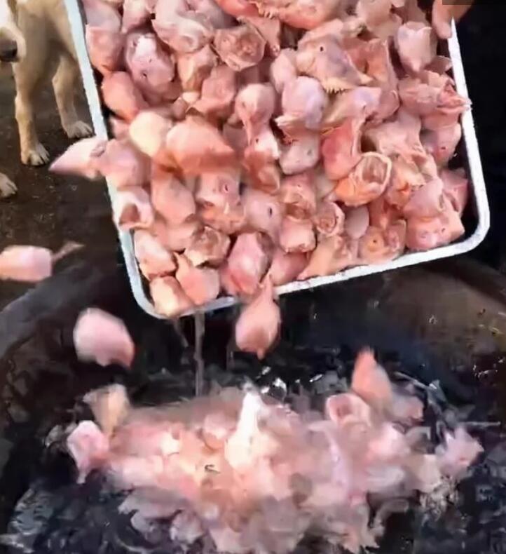 动保志愿者割下数百鸡头喂狗，小狗吃的嘎嘣脆，爱狗人士激动哭了