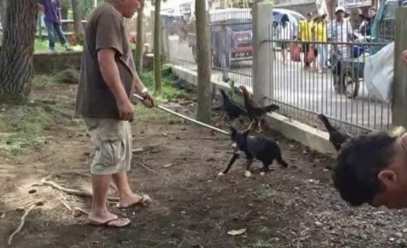 爱狗人士非法禁锢,殴打狗肉店主:有些人只爱狗,不爱人! 爱狗人士非法禁锢,殴打狗肉店主:有些人只爱狗,不爱人!