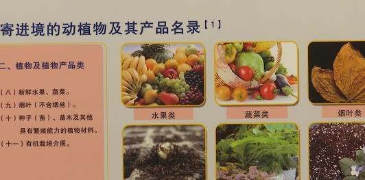 养另类宠物?这些来自境外的物种需要防范 养另类宠物?这些来自境外的物种需要防范