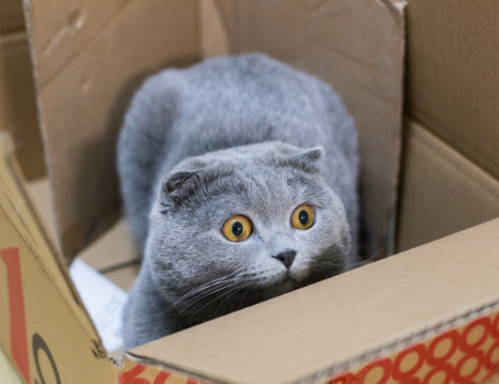 5种宠物猫一旦被抛弃，在外生存不了几个月，网友：丢啥都不丢它2.