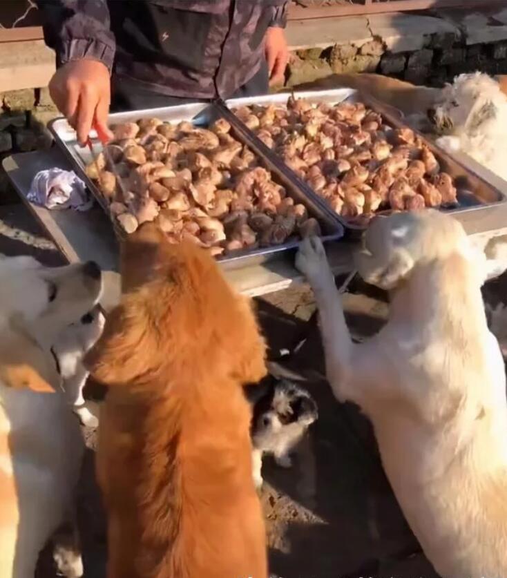动保志愿者割下数百鸡头喂狗，小狗吃的嘎嘣脆，爱狗人士激动哭了