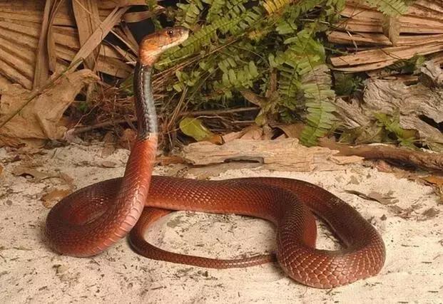 美丽且致命的红颈射毒眼镜蛇你了解吗？