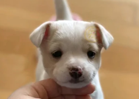 连续两次被弃养的狗狗，逐渐变得自卑