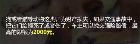 看完就明白:开车撞死了狗,保险会给赔吗? 看完就明白:开车撞死了狗,保险会给赔吗?