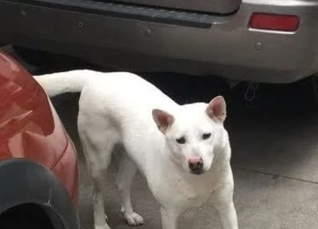流浪小白狗一下摔了个狗啃泥,这行为女子看的尴尬症都犯了……2 流浪小白狗一下摔了个狗啃泥,这行为女子看的尴尬症都犯了……2