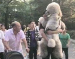 大泰迪看到小泰迪求抱，转身也要举高高；路人被笑翻，主人却愁哭