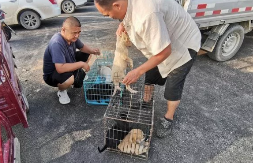 农村狗市价格便宜,河南客户整车采购:买狗方式与众不同 农村狗市价格便宜,河南客户整车采购:买狗方式与众不同