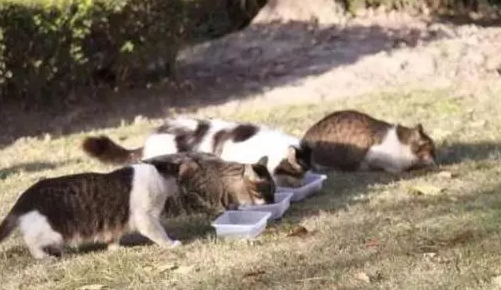 沪上小区流浪猫泛滥 对这些毛孩子,该护还是该抓?