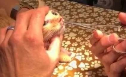 8周大的小奶猫总爱流鼻涕,主人带去医院,抓住元凶 8周大的小奶猫总爱流鼻涕,主人带去医院,抓住元凶