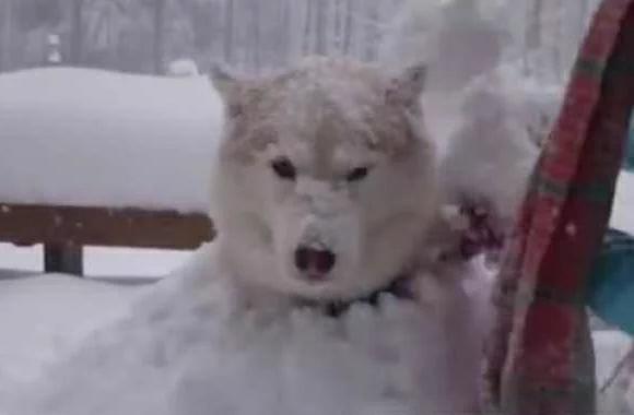 哈士奇把主人堆的雪人弄没了，于是主人一生气把二哈堆成了雪狗