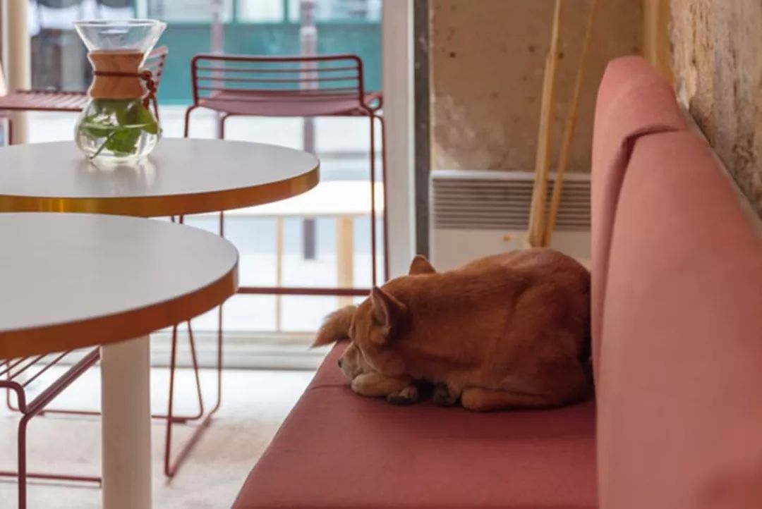 铲屎官必须知道|别让爱犬被一个喷嚏杀死！