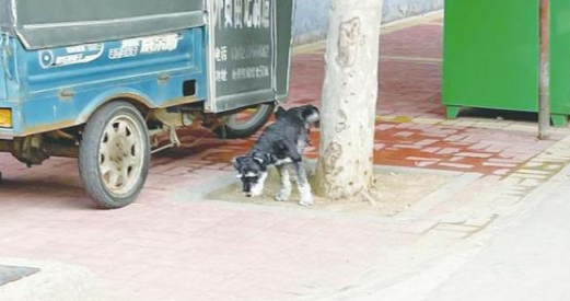 齐抓共管 拴紧养犬“文明链” 齐抓共管 拴紧养犬“文明链”