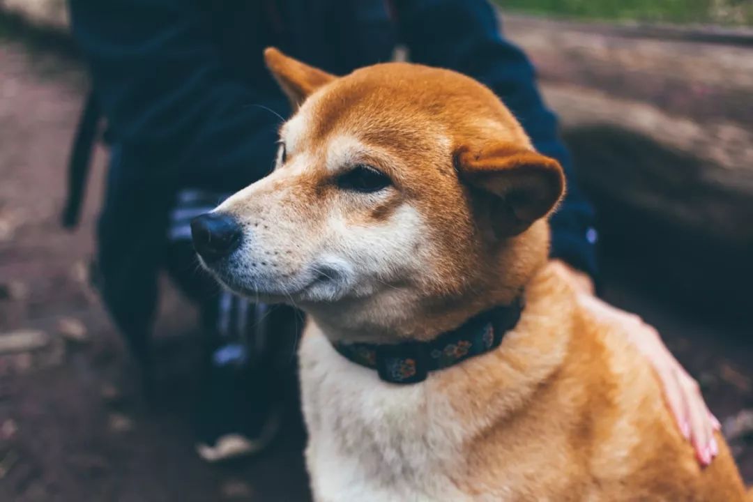 铲屎官必须知道|别让爱犬被一个喷嚏杀死！