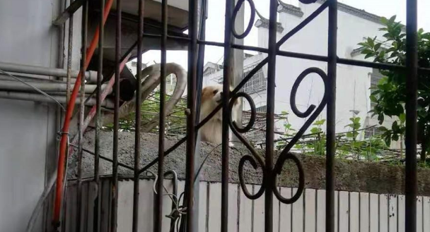 今起，一场违法养犬整治行动开始~