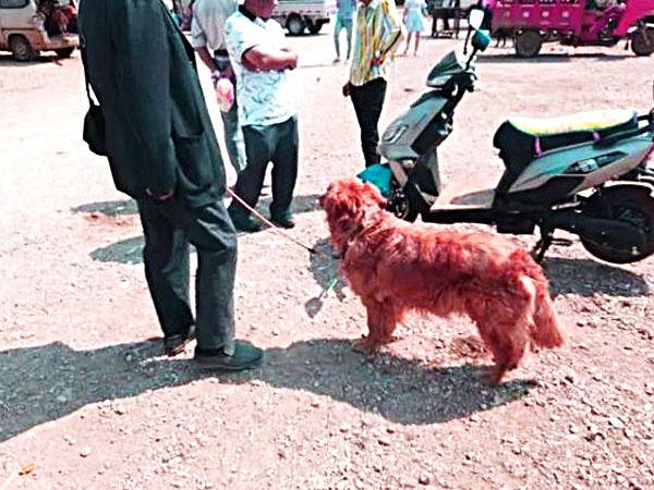 金毛犬卖300,都没人要,老人有些哽咽,但却遭到众人鄙视!5 金毛犬卖300,都没人要,老人有些哽咽,但却遭到众人鄙视!5