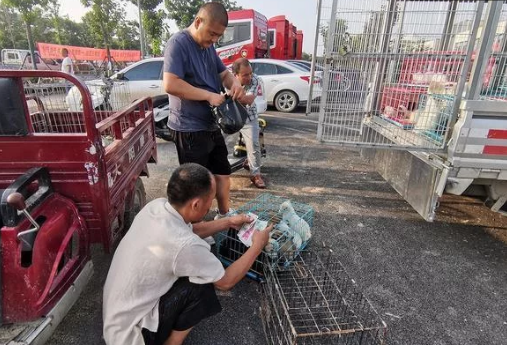农村狗市价格便宜,河南客户整车采购:买狗方式与众不同 农村狗市价格便宜,河南客户整车采购:买狗方式与众不同