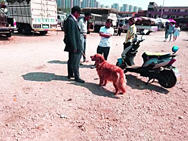 金毛犬卖300,都没人要,老人有些哽咽,但却遭到众人鄙视!4 金毛犬卖300,都没人要,老人有些哽咽,但却遭到众人鄙视!4