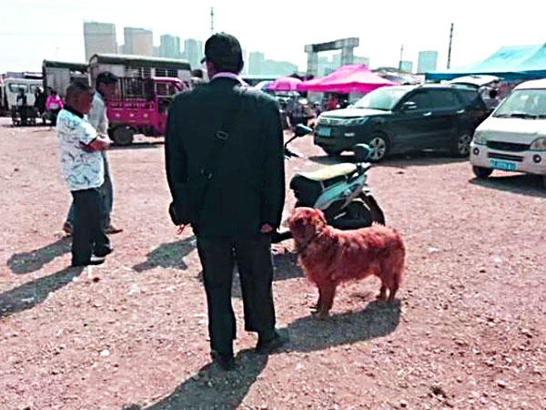 金毛犬卖300,都没人要,老人有些哽咽,但却遭到众人鄙视!3 金毛犬卖300,都没人要,老人有些哽咽,但却遭到众人鄙视!3