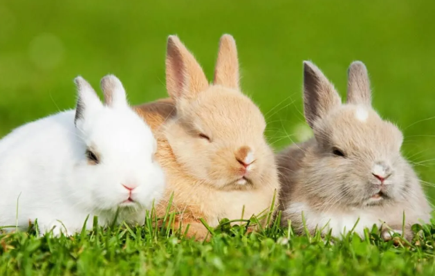 主人给兔子换食，蠢兔子以为没得吃，嘴里含着一口草吃兔粮好委屈