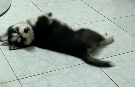 看到关晓彤给狗起的名字,网友狂笑:比我还敷衍哈哈哈! 看到关晓彤给狗起的名字,网友狂笑:比我还敷衍哈哈哈!
