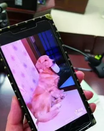 送爱犬上培训班却中暑身亡,法院一审判决培训机构赔偿1.74万元6 送爱犬上培训班却中暑身亡,法院一审判决培训机构赔偿1.74万元6