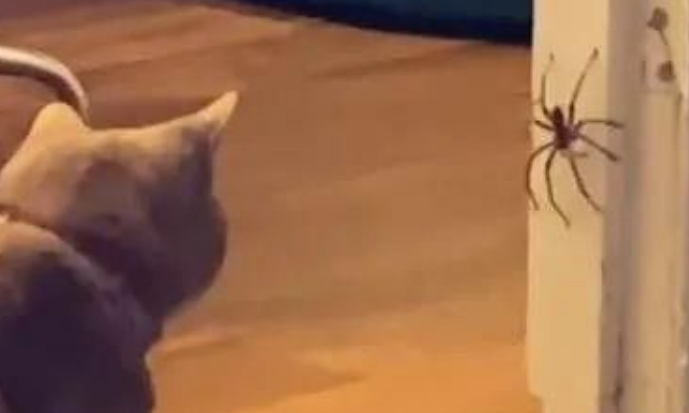 澳洲一只猫咪捕捉大蜘蛛,战术性伸懒腰,可想不到蜘蛛反应更快