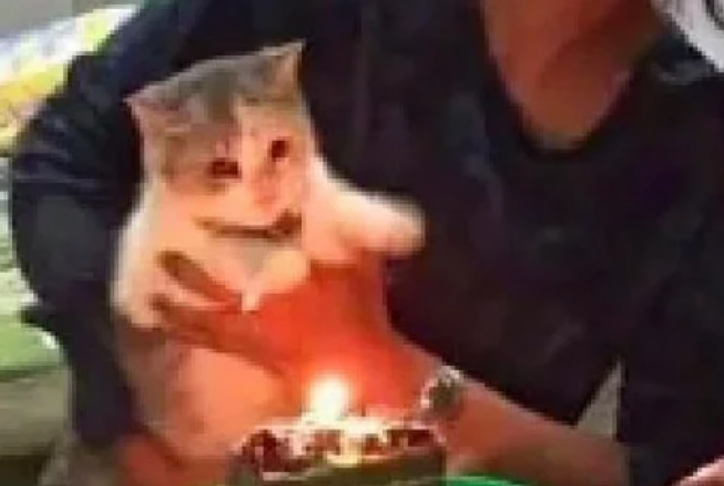 夫妻俩给猫咪过生日,床上的儿子却成了亮点到底谁才是亲生的 夫妻俩给猫咪过生日,床上的儿子却成了亮点到底谁才是亲生的