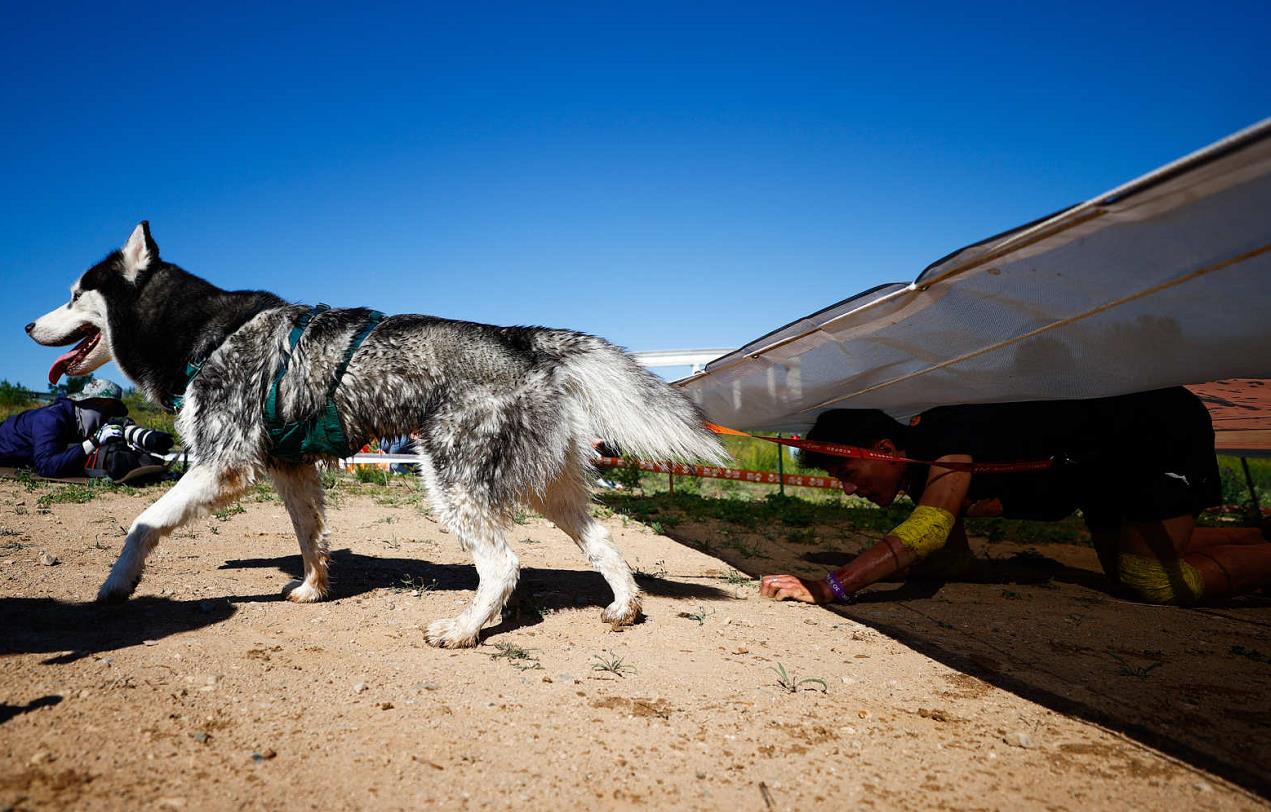 人犬合作征战障碍赛!狗巴迪勇士赛首站登陆北京 人犬合作征战障碍赛!狗巴迪勇士赛首站登陆北京
