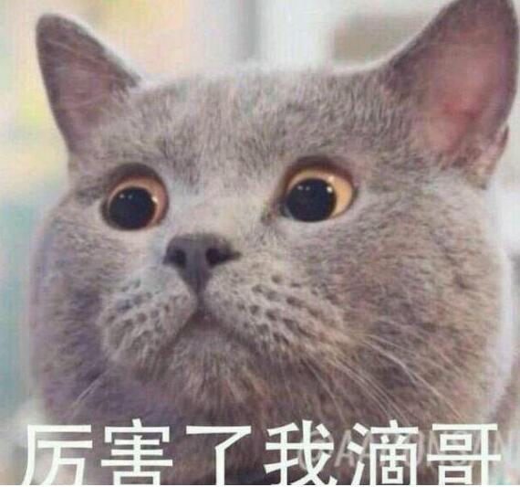 主人把英国短毛猫养成了表情包！猫咪：买我的时候你不是这样的 