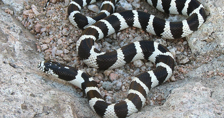 一,基本信息中文名:加州王蛇别名:黑白王蛇拉丁学名:lampropeltis