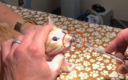 8周大的小奶猫总爱流鼻涕,主人带去医院,抓住元凶 8周大的小奶猫总爱流鼻涕,主人带去医院,抓住元凶